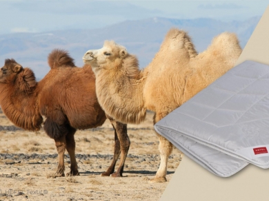 Hefel Pure Camel - 1 (изображение 1)  Hefel Pure Camel - 1 (фотография, изображение 1)