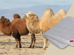 Hefel Pure Camel - 1 (изображение 1)  Hefel Pure Camel - 1 (фото, изображение 1)