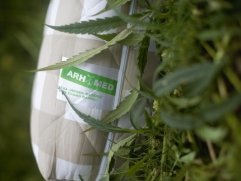 Матрас Mr.Mattress Sativa XL - 2 (изображение 2) Матрас Mr.Mattress Sativa XL - 2 (фото, изображение 2)